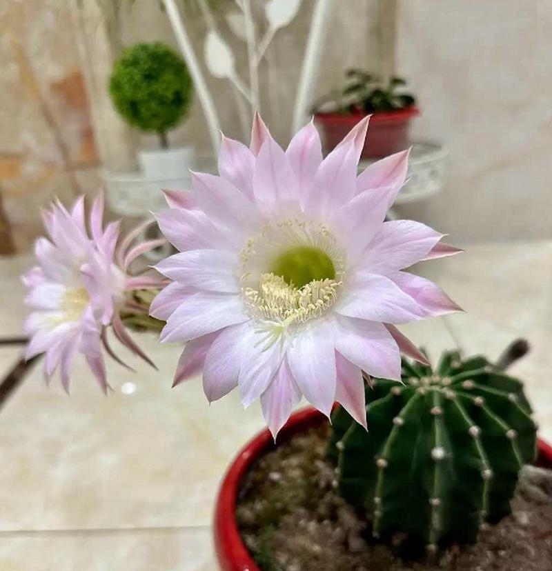 仙人球开花需要什么条件？如何促进其开花？