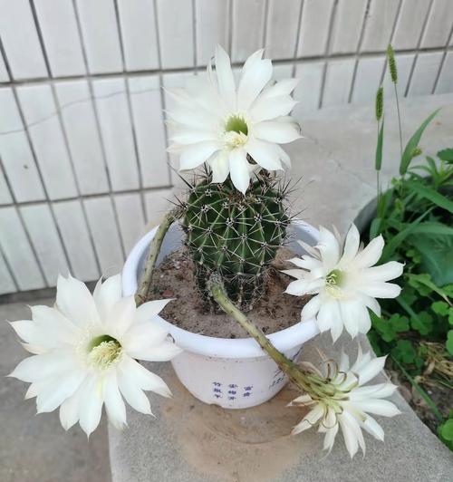 仙人球开花需要什么条件？如何促进其开花？