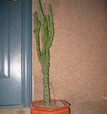 楼上的仙人掌种植需要注意哪些问题？如何确保其健康成长？