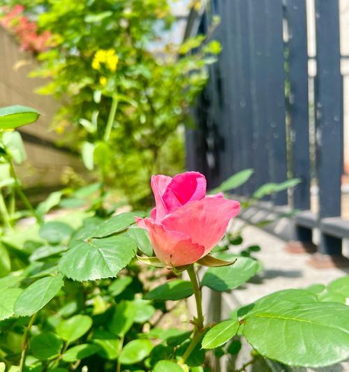 玫瑰花旁边出现许多花苞的原因是什么？这些花苞会正常开花吗？