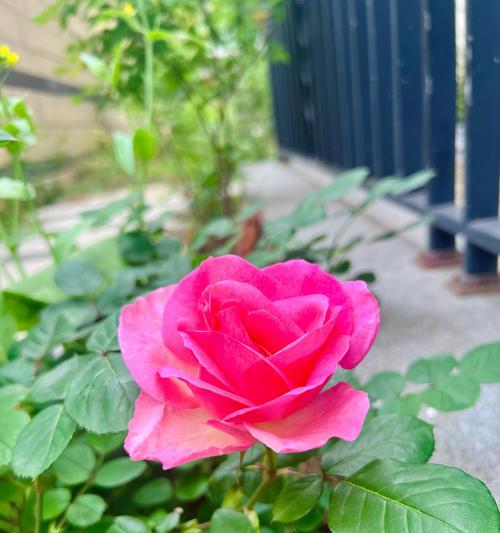 玫瑰花旁边出现许多花苞的原因是什么？这些花苞会正常开花吗？