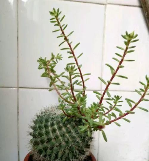 仙人球插太阳花的养护和浇水方法是什么？如何确保其顺利生长？