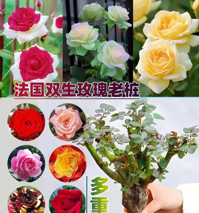 玫瑰花和柑橘花有哪些主要区别?