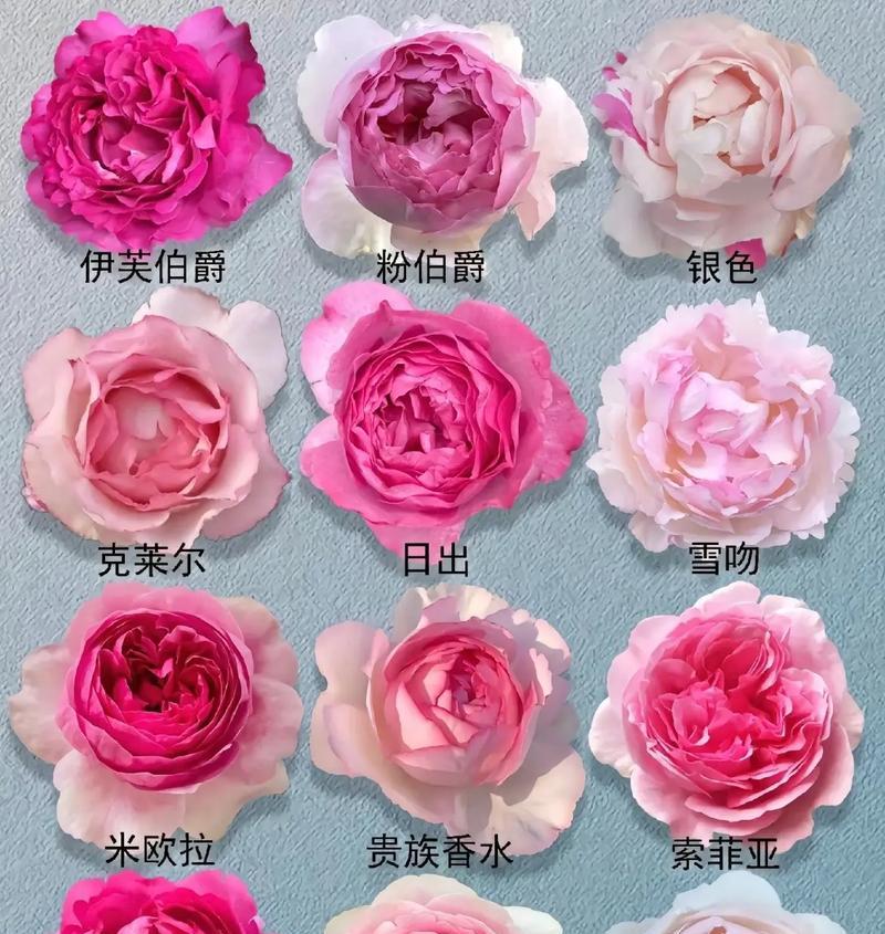玫瑰花和柑橘花有哪些主要区别？