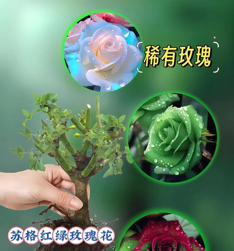 玫瑰花最佳花瓣数量是多少？如何挑选？