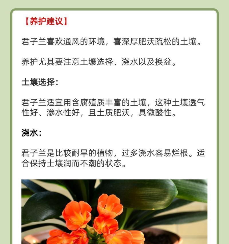 君子兰品种选择时应该注意哪些事项？
