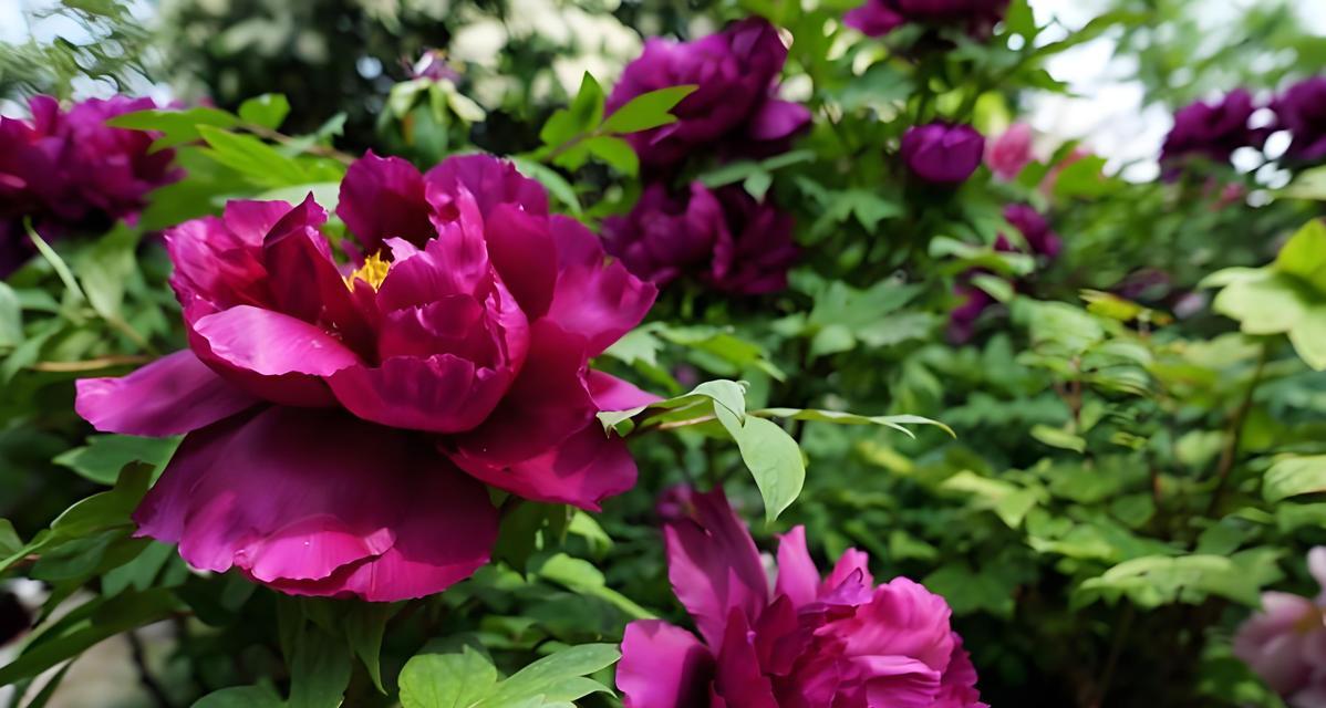 5月牡丹花施肥的正确方法？