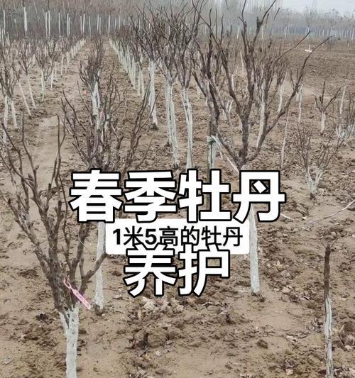5月牡丹花施肥的正确方法？