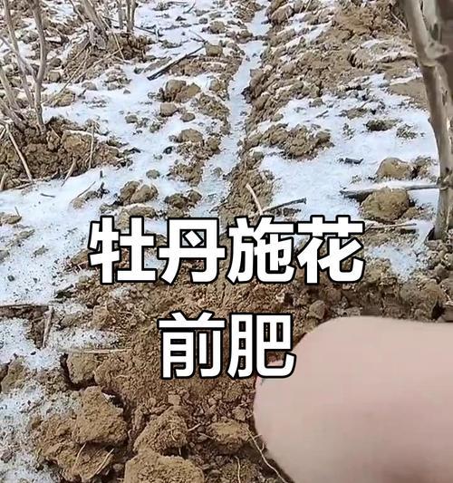 5月牡丹花施肥的正确方法？