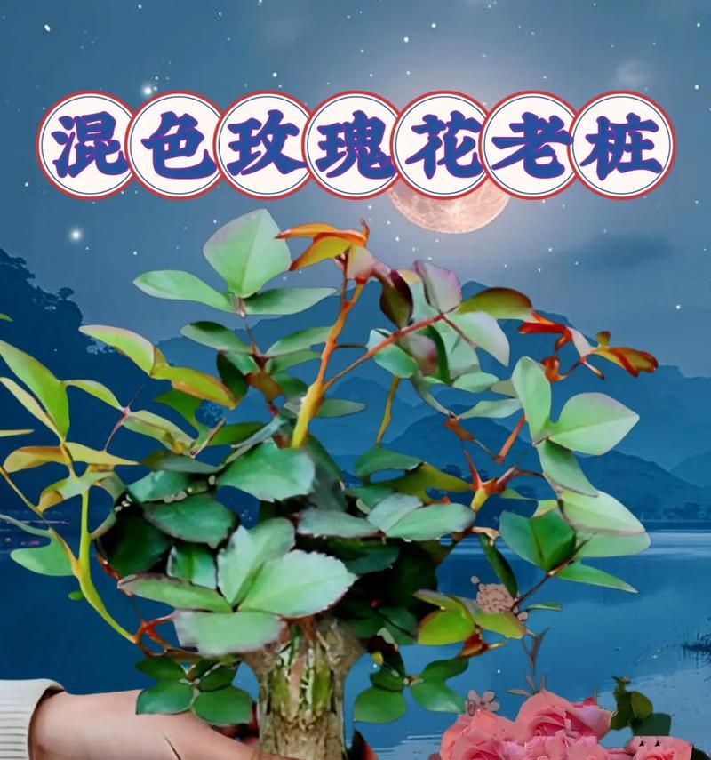 小国王玫瑰花的养殖技巧有哪些？