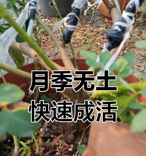 玫瑰花土培土壤选择有技巧吗?