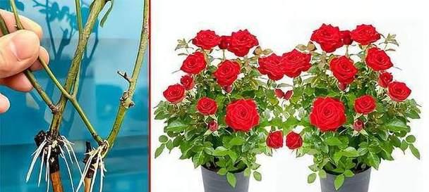 玫瑰花土培土壤选择有技巧吗？