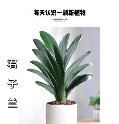 水培君子兰叶子下垂如何处理？有哪些有效方法？