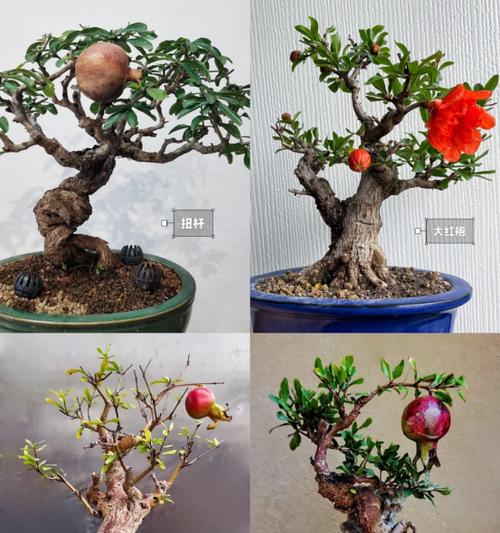 牡丹花石榴树丛林盆景的养护方法是什么？