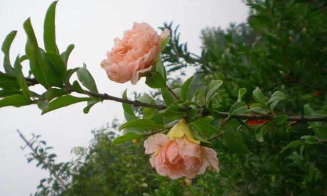牡丹花石榴树丛林盆景的养护方法是什么？