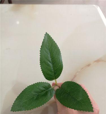 玫瑰花叶子出现钩状是怎么回事？如何处理？