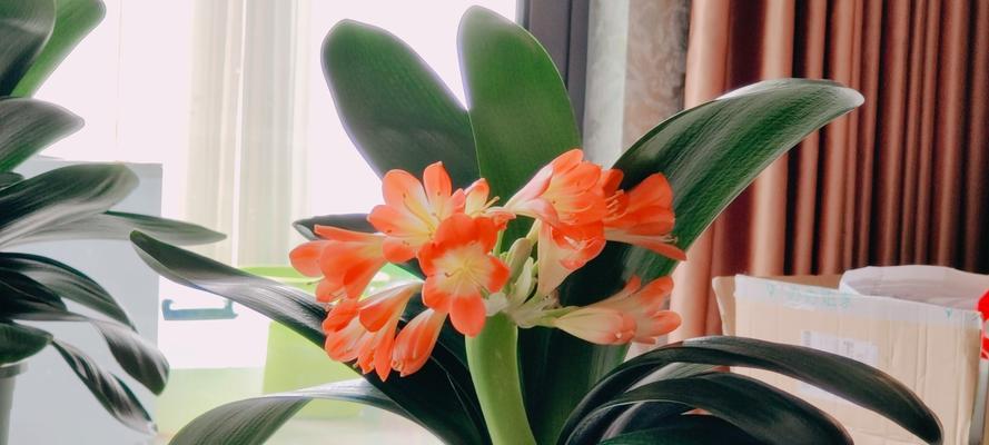 君子兰修剪技巧有哪些？怎样才能使其开花？