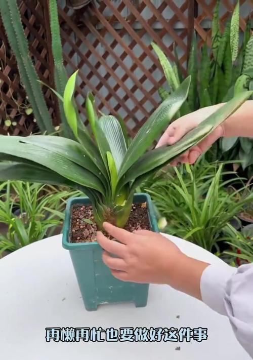 君子兰修剪技巧有哪些？怎样才能使其开花？