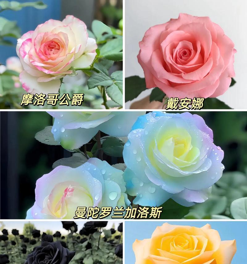 哪种玫瑰花品种无需过多照顾？