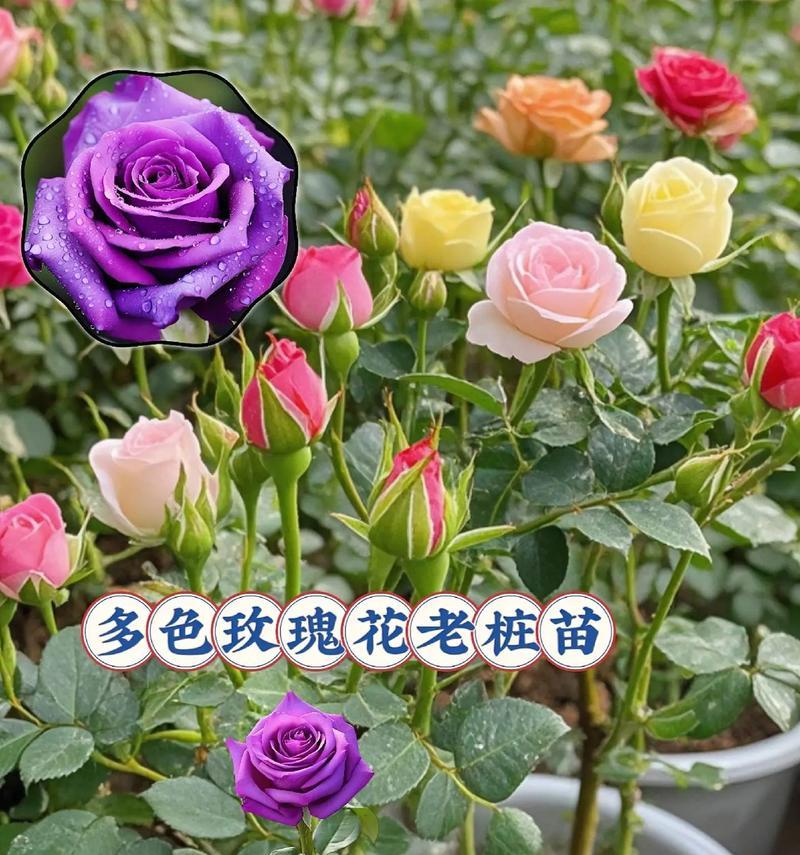 哪种玫瑰花品种无需过多照顾？