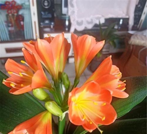 君子兰双瓣花如何培养开花？不开花的原因是什么？