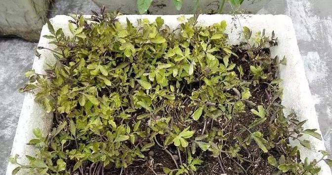 玫瑰花的培苗方法有哪些？如何提高成活率？