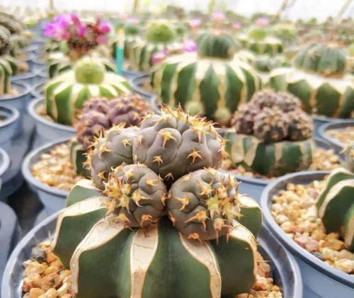 仙人球种植成圆形的技巧是什么？