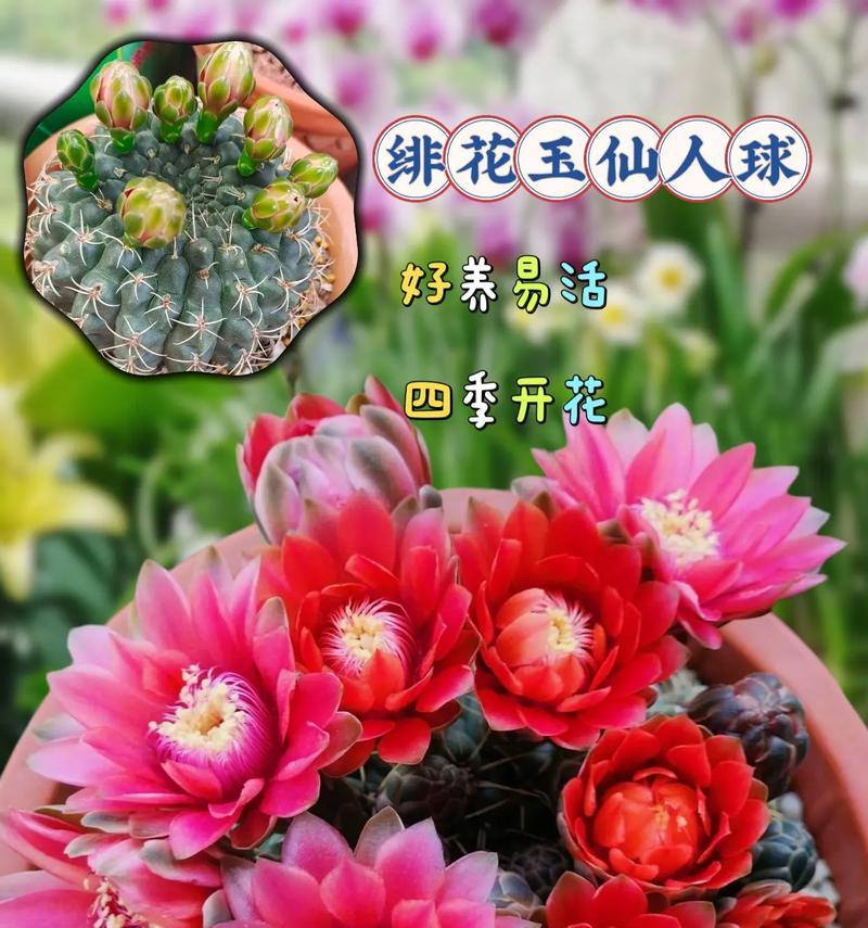 仙人球种植成圆形的技巧是什么？