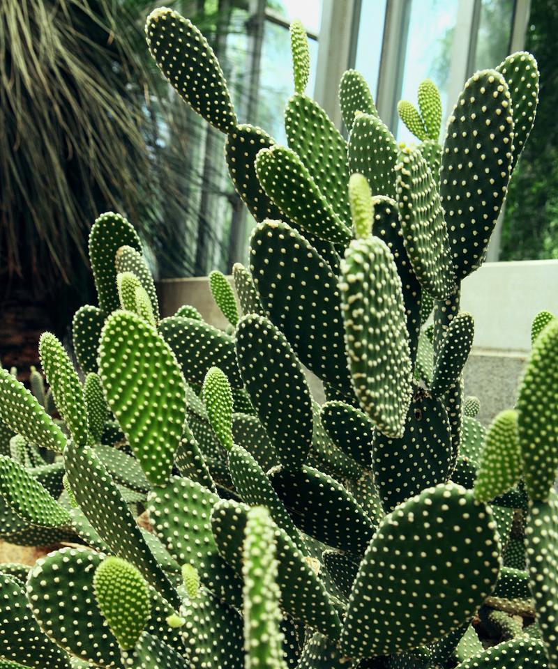 如何种植小型仙人掌？有哪些技巧？