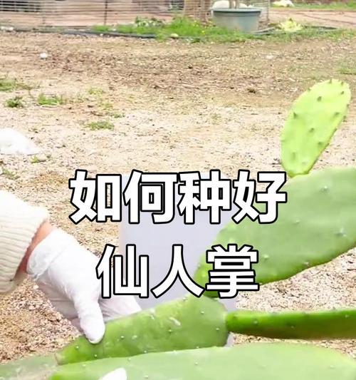 如何种植小型仙人掌？有哪些技巧？