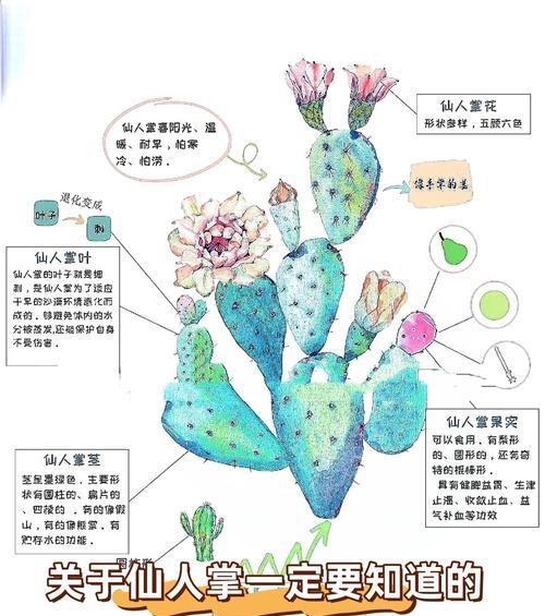 如何种植小型仙人掌？有哪些技巧？