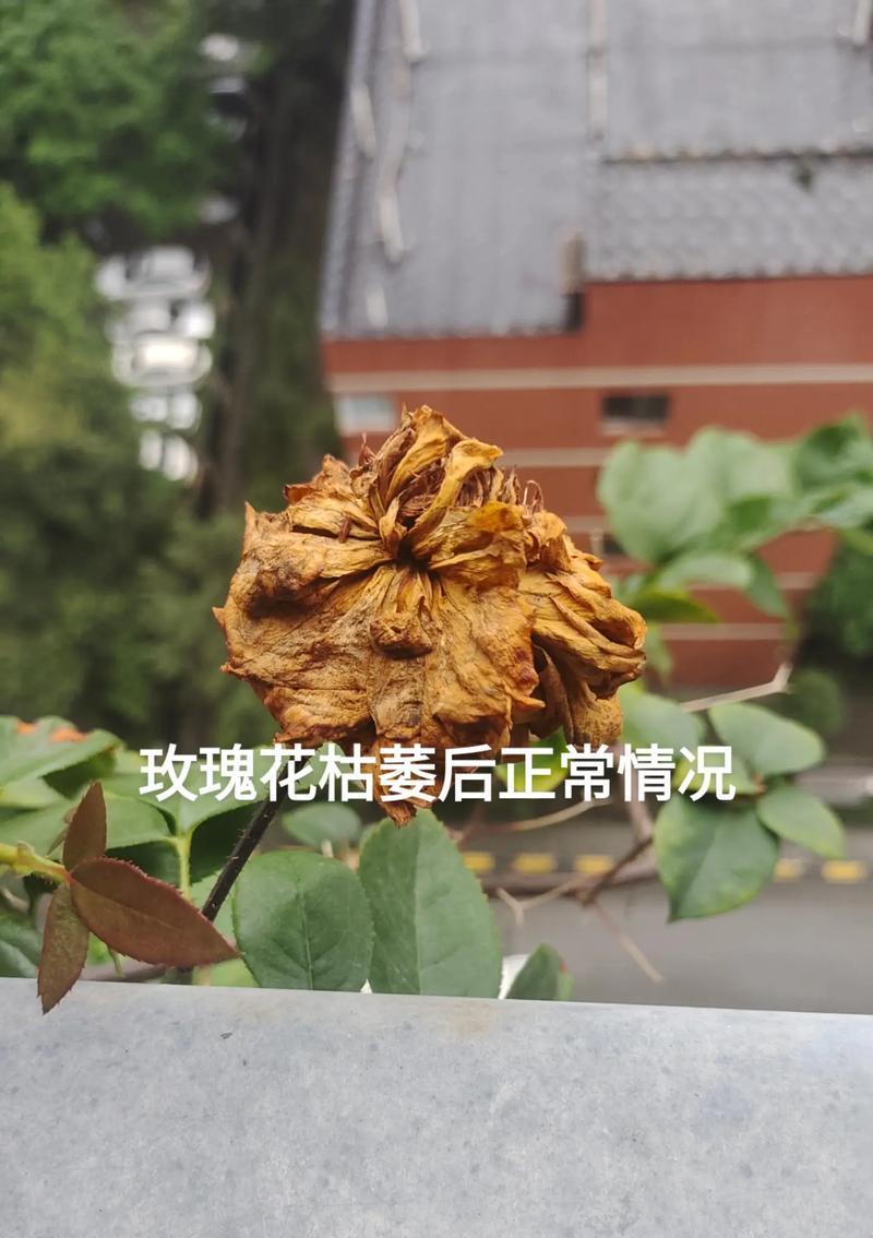 玫瑰花出芽枯萎的原因及解决方法是什么？
