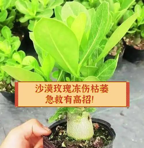 玫瑰花出芽枯萎的原因及解决方法是什么？