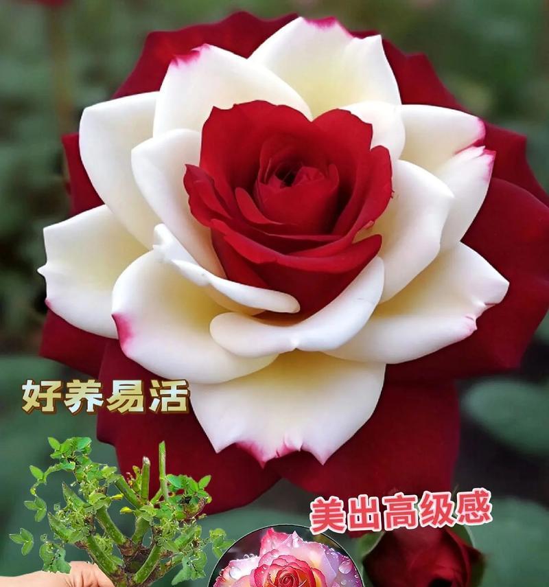 哪些玫瑰花品种开花速度最快？如何选择和养护？