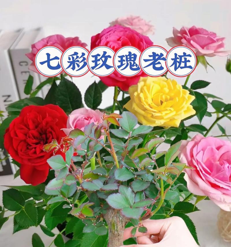 哪些玫瑰花品种开花速度最快？如何选择和养护？