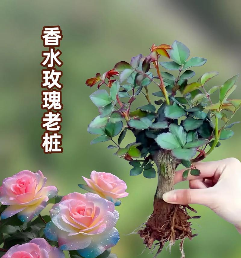 哪些玫瑰花品种开花速度最快？如何选择和养护？