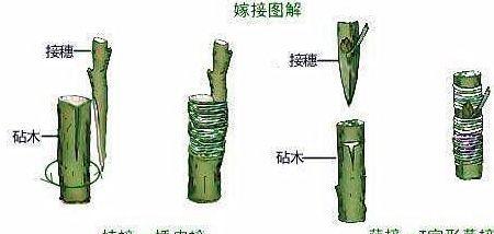 牡丹花2月扦插的条件和原因是什么？
