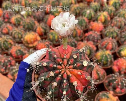 五彩仙人球的栽种技巧是什么？