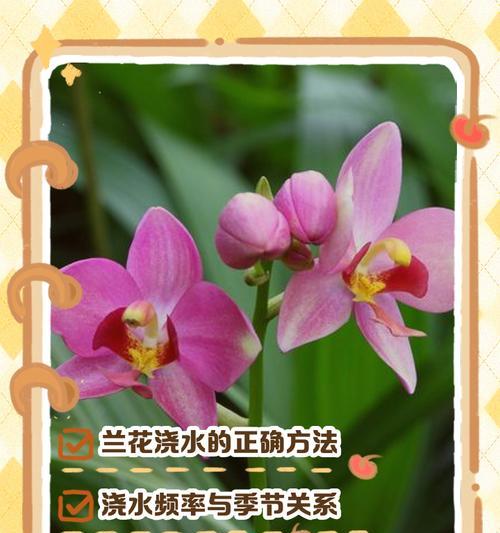 给君子兰用肥料浇水的正确方法是什么？需要注意什么？