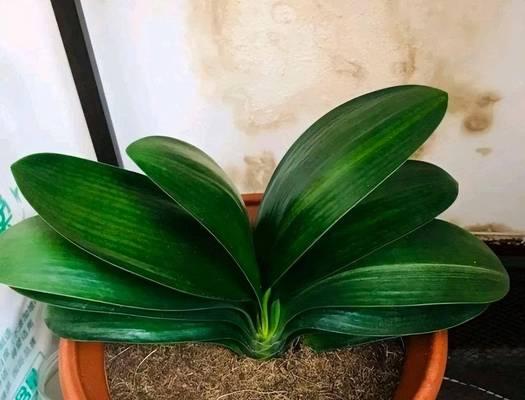 给君子兰用肥料浇水的正确方法是什么？需要注意什么？