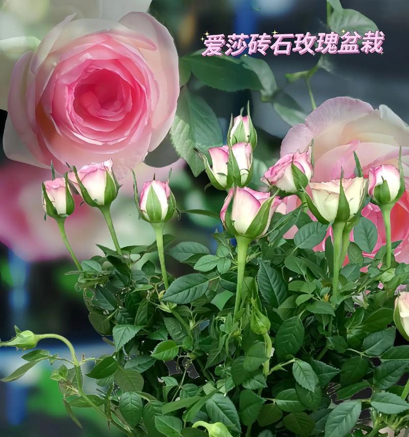 艾莎玫瑰花的开花条件是什么?如何促进其开花?