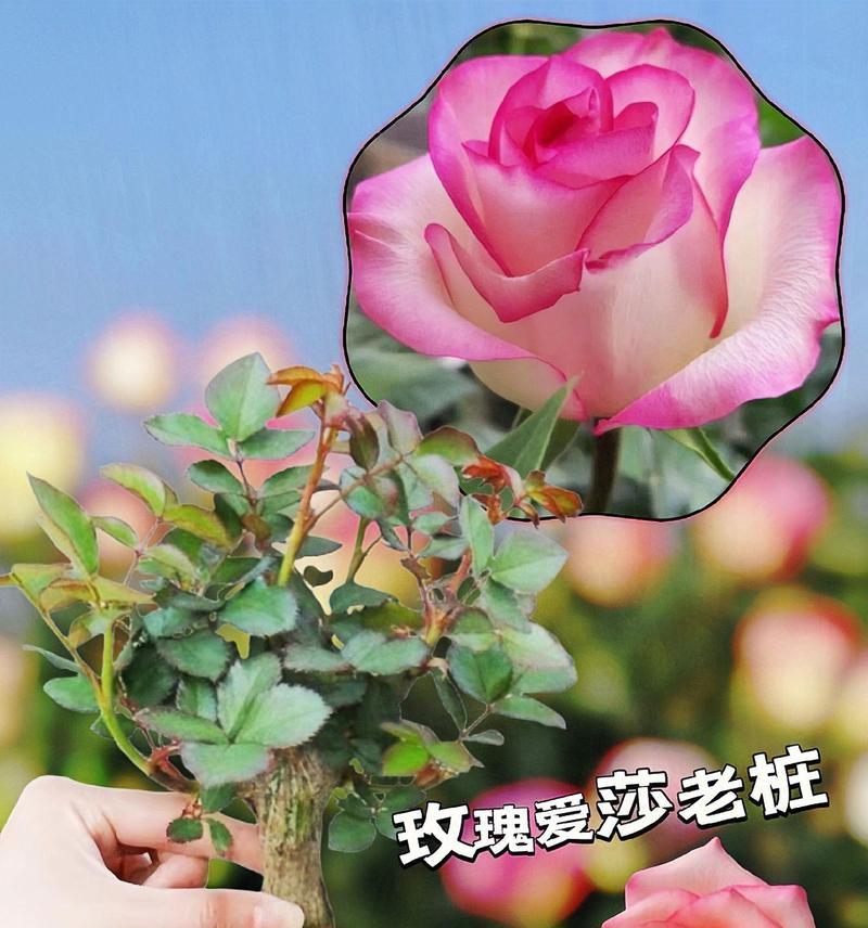 艾莎玫瑰花的开花条件是什么？如何促进其开花？