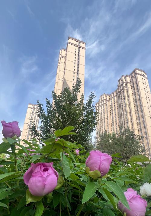 农村环境下如何养护家养牡丹花？