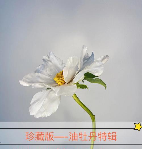 打包后的牡丹花如何进行养护和管理？