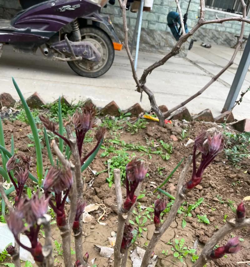 打包后的牡丹花如何进行养护和管理？