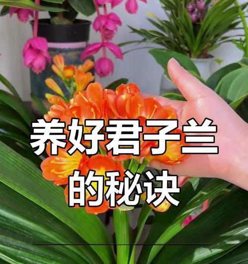 君子兰何时开花？养护和管理的要点是什么？