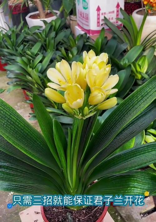君子兰何时开花？养护和管理的要点是什么？
