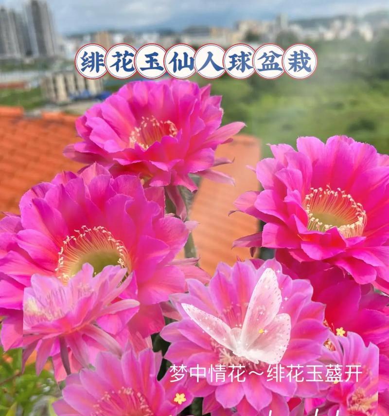 仙人球带盆栽如何打包快递？有哪些技巧？
