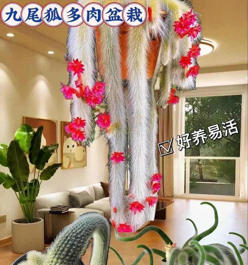 仙人球带盆栽如何打包快递？有哪些技巧？