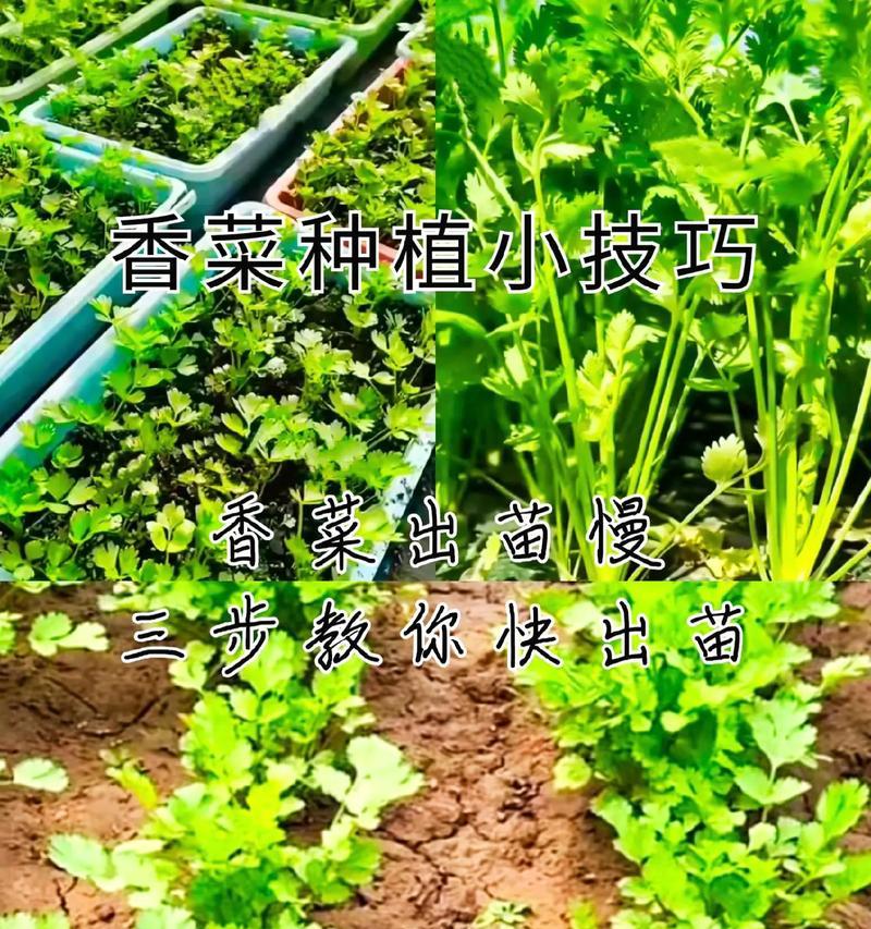 五指石仙人掌的种植技巧是什么？